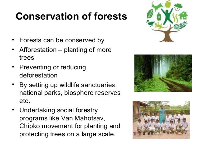 Health Education Essay High School Persuasive Essay also Persuasive Essays Examples For High School Essay On Forest Conservation Examples Of A Proposal Essay